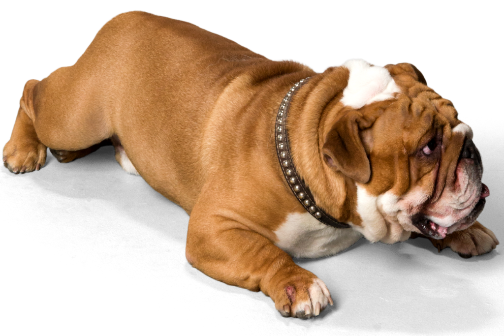 Copia de Codypet costa rica codi pet en costa rica identificador con codigo qr para mascotas (1)