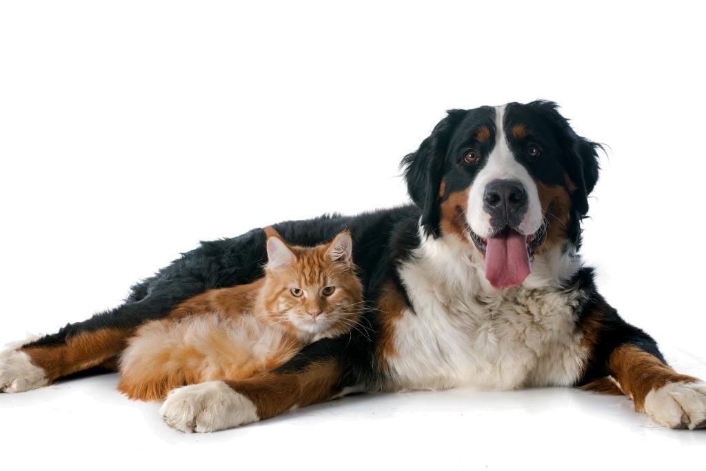 codypet identificador para mascotas con codigo qr en costa rica 9