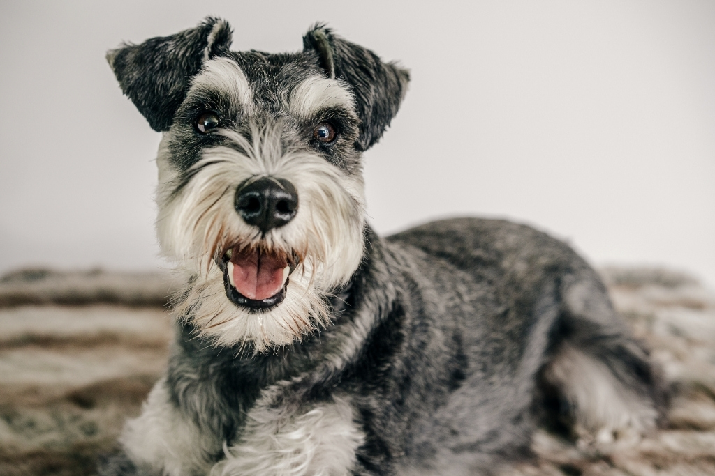 codypet identificador para mascotas con codigo qr en costa rica2