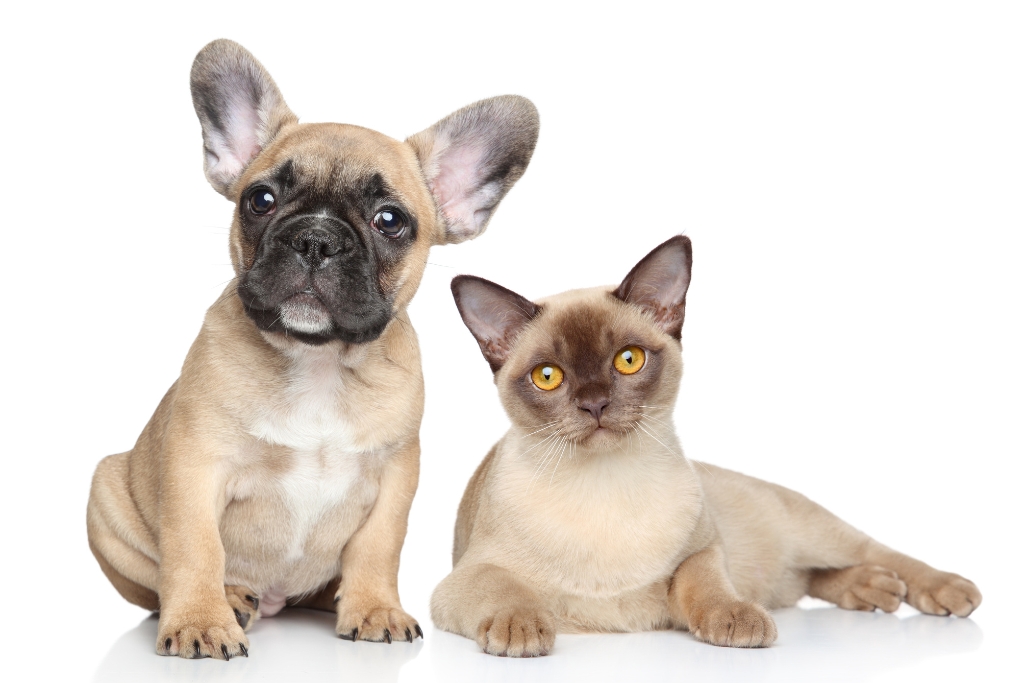 codypet identificador para mascotas con codigo qr en costa rica3